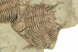 Cluster Of Four Foulonia Trilobite Fossils - Fezouata Formation #260000-3